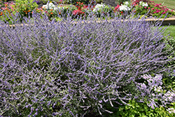 Crazy Blue Russian Sage (Perovskia atriplicifolia 'Crazy Blue') at The Green Spot Home & Garden