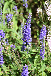 Moody Blues Dark Blue Speedwell (Veronica 'Novaverblu') at The Green Spot Home & Garden