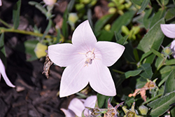 Pop Star Pink Balloon Flower (Platycodon grandiflorus 'Pop Star Pink') at The Green Spot Home & Garden