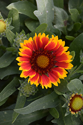 SpinTop Red Starburst Blanket Flower (Gaillardia aristata 'SpinTop Red Starburst') at The Green Spot Home & Garden