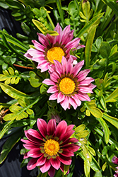 New Day Clear Pink Shades (Gazania 'New Day Pink Shades') at The Green Spot Home & Garden