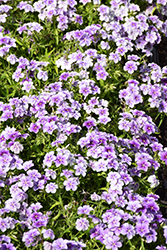 Phloxy Lady Purple Sky Annual Phlox (Phlox 'Phloxy Lady Purple Sky') at The Green Spot Home & Garden