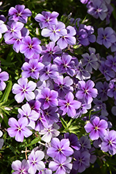 Phloxy Lady Purple Sky Annual Phlox (Phlox 'Phloxy Lady Purple Sky') at The Green Spot Home & Garden