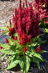 Fresh Look Red Celosia (Celosia 'Fresh Look Red') at The Green Spot Home & Garden