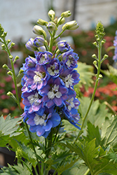 Aurora Blue Larkspur (Delphinium 'Aurora Blue') at The Green Spot Home & Garden