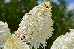 Vanilla Strawberry Hydrangea (Hydrangea paniculata 'Renhy') at The Green Spot Home & Garden