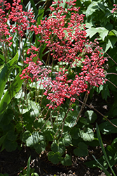 Firefly Coral Bells (Heuchera 'Firefly') at The Green Spot Home & Garden