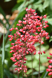 Firefly Coral Bells (Heuchera 'Firefly') at The Green Spot Home & Garden