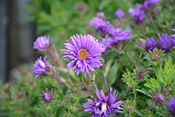 Grape Crush New England Aster (Symphyotrichum novae-angliae 'Grape Crush') at The Green Spot Home & Garden