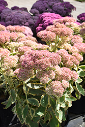 Frosted Fire Stonecrop (Sedum 'Frosted Fire') at The Green Spot Home & Garden