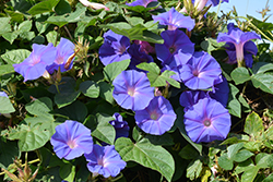 Heavenly Blue Morning Glory (Ipomoea tricolor 'Heavenly Blue') at The Green Spot Home & Garden