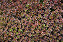 Bronze Carpet Stonecrop (Sedum spurium 'Bronze Carpet') at The Green Spot Home & Garden