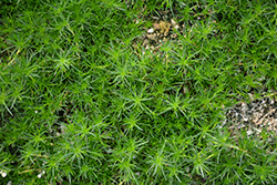 Irish Moss (Sagina subulata) at The Green Spot Home & Garden