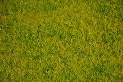 Scotch Moss (Sagina subulata 'Aurea') at The Green Spot Home & Garden