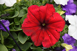 Easy Wave Red Velour Petunia (Petunia 'Easy Wave Red Velour') at The Green Spot Home & Garden