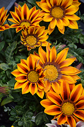 New Day Red Stripe Shades (Gazania 'New Day Red Stripe') at The Green Spot Home & Garden