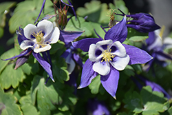 Origami Blue and White Columbine (Aquilegia 'Origami Blue and White') at The Green Spot Home & Garden