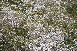 Festival White Baby's Breath (Gypsophila paniculata 'Festival White') at The Green Spot Home & Garden