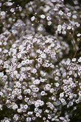 Festival White Baby's Breath (Gypsophila paniculata 'Festival White') at The Green Spot Home & Garden