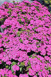 Jolt Pink Hybrid Pinks (Dianthus 'Jolt Pink') at The Green Spot Home & Garden