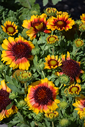 SpinTop Red Starburst Blanket Flower (Gaillardia aristata 'SpinTop Red Starburst') at The Green Spot Home & Garden