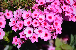 Flame Pro Pink Pop Garden Phlox (Phlox paniculata 'Flame Pro Pink Pop') at The Green Spot Home & Garden