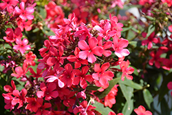 Early Red Garden Phlox (Phlox paniculata 'Early Red') at The Green Spot Home & Garden