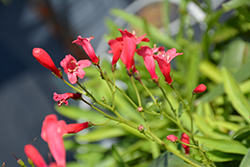 Pristine Scarlet Beardtongue (Penstemon barbatus 'Pristine Scarlet') at The Green Spot Home & Garden