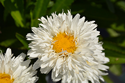 Sweet Daisy Rebecca Shasta Daisy (Leucanthemum x superbum 'Rebecca') at The Green Spot Home & Garden