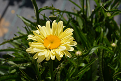 Sweet Daisy Izabel Shasta Daisy (Leucanthemum x superbum 'Izabel') at The Green Spot Home & Garden