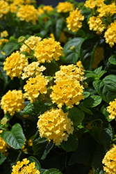 Landmark Yellow Lantana (Lantana camara 'Landmark Yellow') at The Green Spot Home & Garden