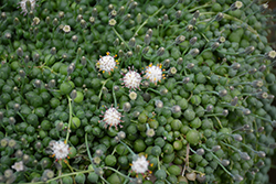 String Of Pearls (Senecio rowleyanus) at The Green Spot Home & Garden