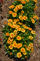 SpinTop Mango Blanket Flower (Gaillardia aristata 'SpinTop Mango') at The Green Spot Home & Garden