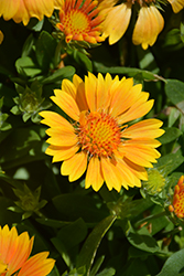 SpinTop Mango Blanket Flower (Gaillardia aristata 'SpinTop Mango') at The Green Spot Home & Garden