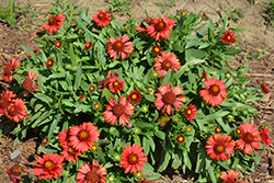 SpinTop Red Blanket Flower (Gaillardia aristata 'SpinTop Red') at The Green Spot Home & Garden