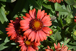 SpinTop Red Blanket Flower (Gaillardia aristata 'SpinTop Red') at The Green Spot Home & Garden