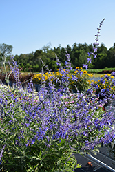 Crazy Blue Russian Sage (Perovskia atriplicifolia 'Crazy Blue') at The Green Spot Home & Garden