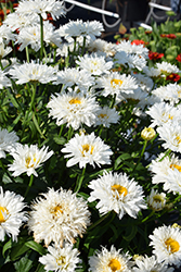 Sweet Daisy Rebecca Shasta Daisy (Leucanthemum x superbum 'Rebecca') at The Green Spot Home & Garden