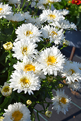 Sweet Daisy Rebecca Shasta Daisy (Leucanthemum x superbum 'Rebecca') at The Green Spot Home & Garden