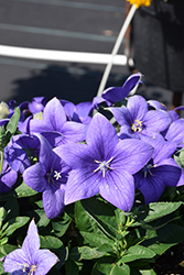 Pop Star Blue Balloon Flower (Platycodon grandiflorus 'Pop Star Blue') at The Green Spot Home & Garden