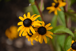 Goldblitz Coneflower (Rudbeckia fulgida 'Goldblitz') at The Green Spot Home & Garden