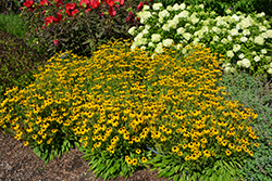 American Gold Rush Coneflower (Rudbeckia 'American Gold Rush') at The Green Spot Home & Garden