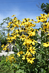 Herbstsonne Coneflower (Rudbeckia 'Herbstsonne') at The Green Spot Home & Garden