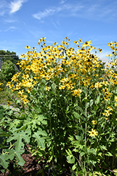 Herbstsonne Coneflower (Rudbeckia 'Herbstsonne') at The Green Spot Home & Garden