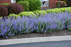 Cat's Meow Catmint (Nepeta x faassenii 'Cat's Meow') at The Green Spot Home & Garden