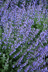 Cat's Meow Catmint (Nepeta x faassenii 'Cat's Meow') at The Green Spot Home & Garden