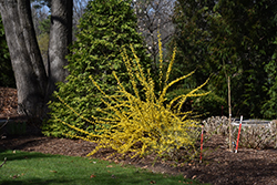 Show Off Forsythia (Forsythia x intermedia 'Mindor') at The Green Spot Home & Garden