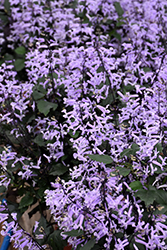 Mona Lavender Swedish Ivy (Plectranthus 'Mona Lavender') at The Green Spot Home & Garden