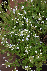 Snowmass Blue-Eyed Veronica (Veronica 'P018S') at The Green Spot Home & Garden