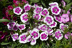 Wee Willie Sweet William (Dianthus barbatus 'Wee Willie') at The Green Spot Home & Garden